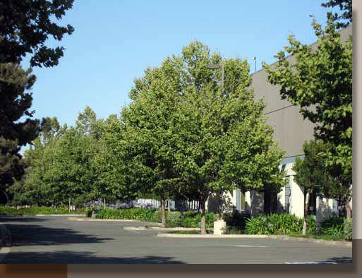 Platanus acerifolia in Fairfield, CA