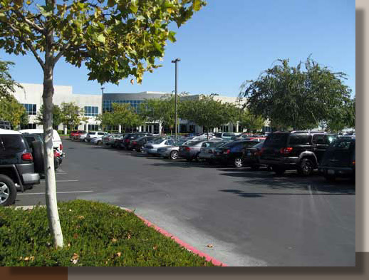 Parking Lot Trees to Meet Rancho Cordova Requirements