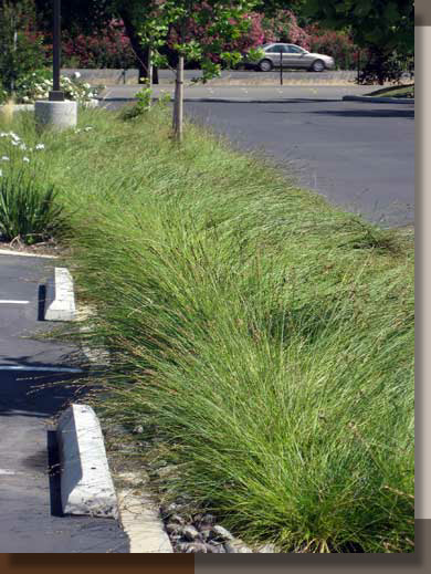 Water Quality Swale at West Yost Associates in Davis, California