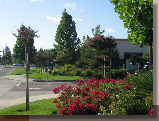 Nerium oleander 'Dwarf Red' Planted in Roseville, California