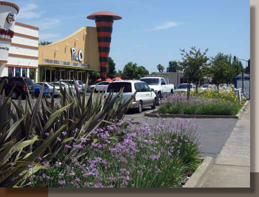 Rancho Cordova Landscaping That Stands Out