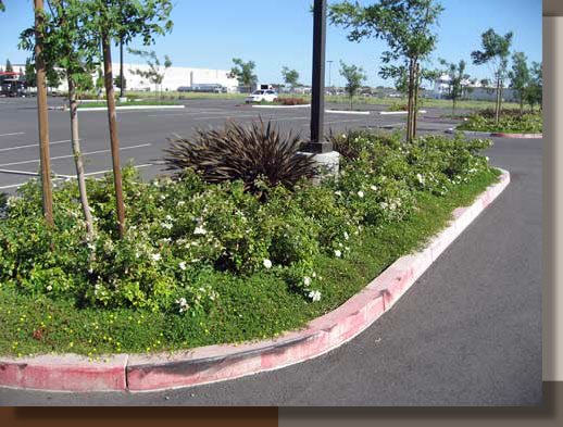 Parking Lot Planting Design at Dixon Tractor Supply