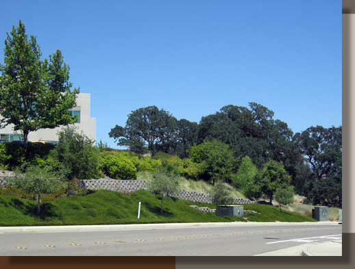Ornamental Grasses, Oaks and Manzanita in Roseville, CA
