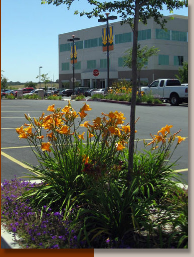 Hemerocallis Hybrids in Folsom, California