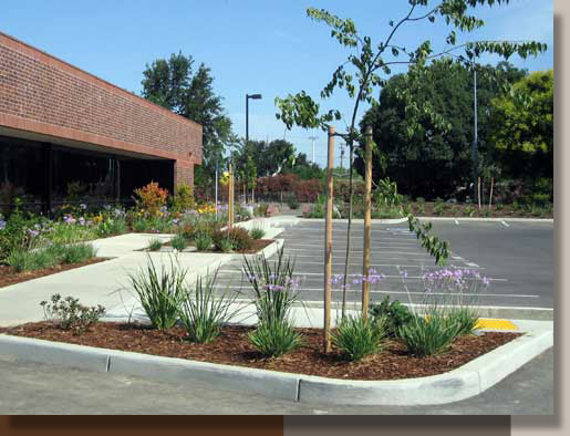Landscape Architecture for Novozymes in Davis, CA