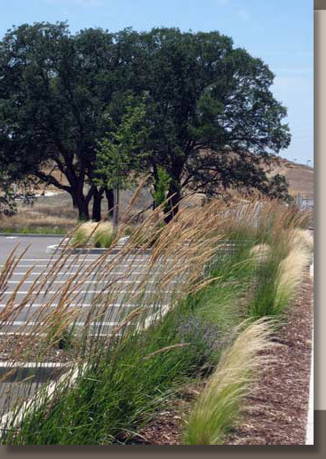 Calamagrostis and Nassella Planted in Folsom, California