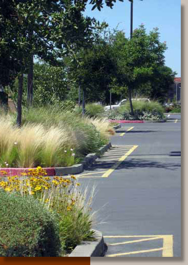 Ornamental Grasses in a Folsom Parking Lot