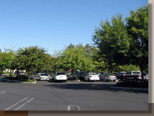 Canopy Trees in a Chico Parking Lot