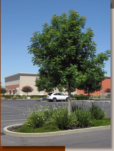 Dietes vegeta in Roseville, California