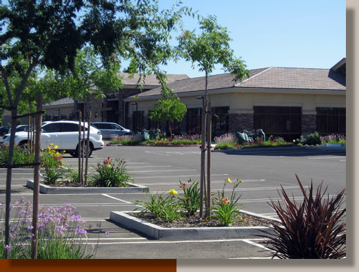 Daylilies Enhance Parking in Roseville, California