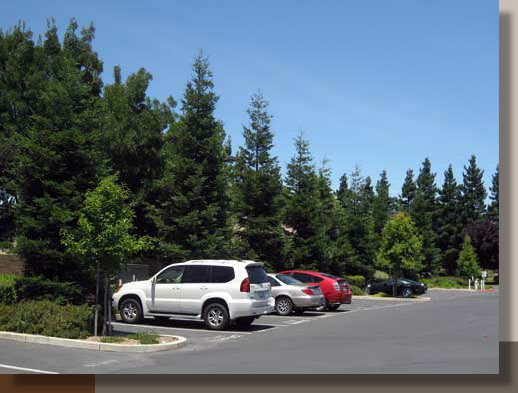 Coast Redwoods in Elk Grove, California