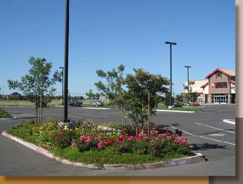 Tractor Supply Parking Lot Landscaping, Dixon, CA