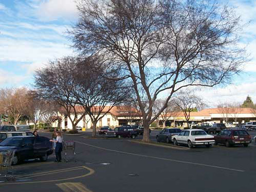 Ulmus parvifolia in Chico, CA