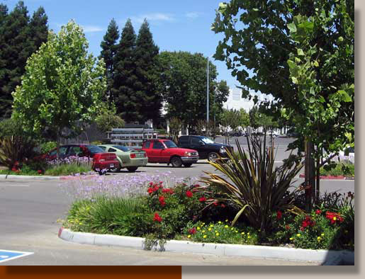 Planting Design at Vista Park in Sacramento, California