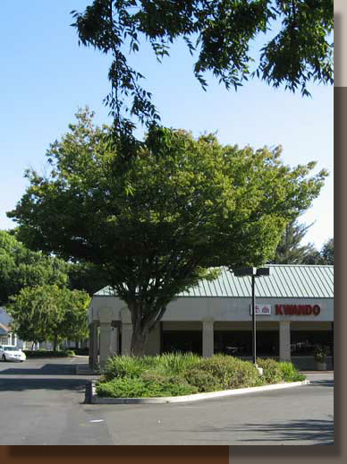 Zelkova serrata in Chico, California