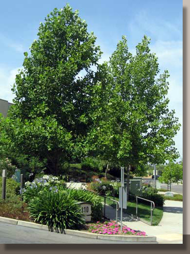 Liriodenderon tulipifera in Roseville, California