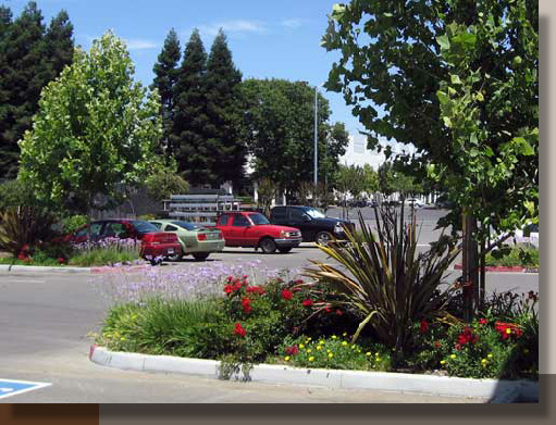 Vista Park Planting Design, Sacramento, California