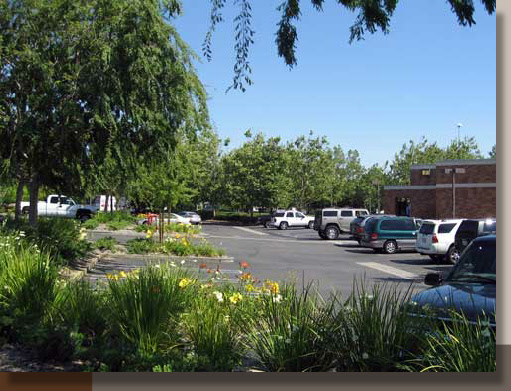 Bank of America, Roseville, CA Landscape Renovation