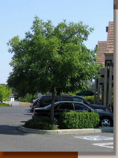 Pistachia chinensis in Angels Camp, California