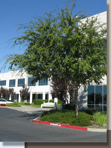 Ulmus parvifolia in Rancho Cordova, California