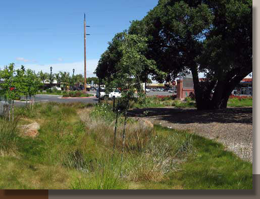 Landscaping in Oakley, California