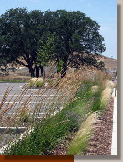 Planting Design at Folsom Corporate Center