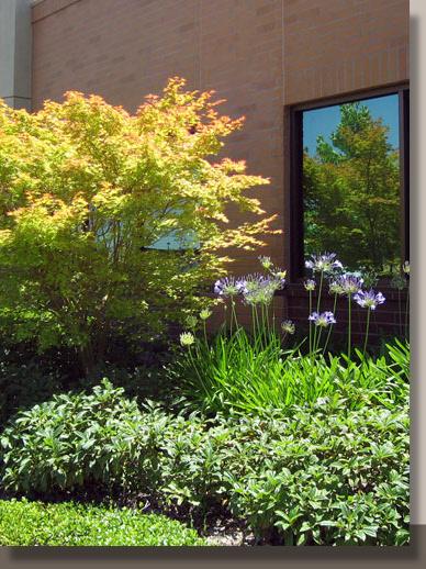 Planting Design for UC Davis Office, Elk Grove, California