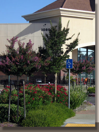 Highland Crossing Roseville Planting Design